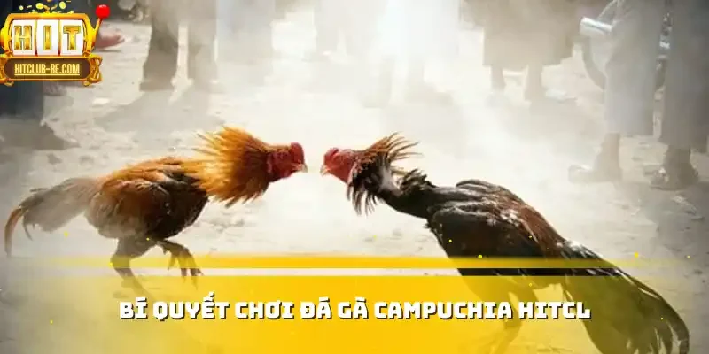 Bí quyết chơi đá gà Campuchia tại HITCLUB