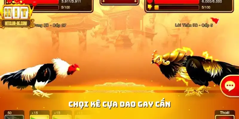 Chọi kê cựa dao gay cấn