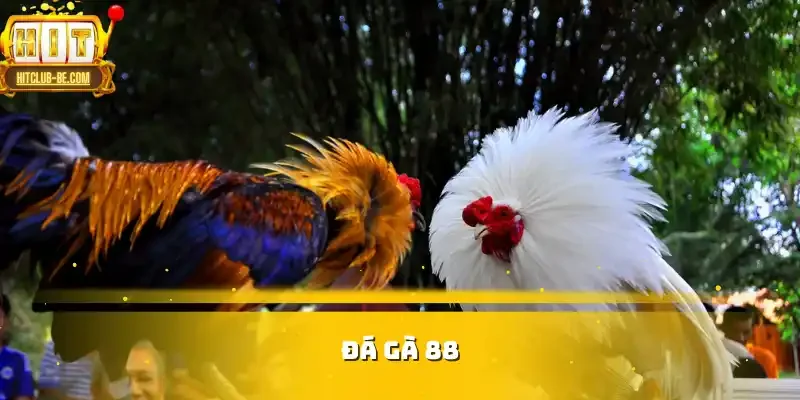 Đá gà 88