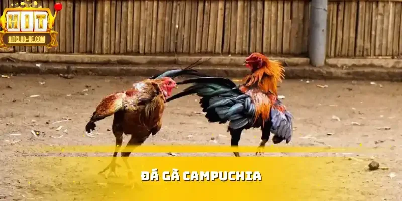 Đá gà Campuchia
