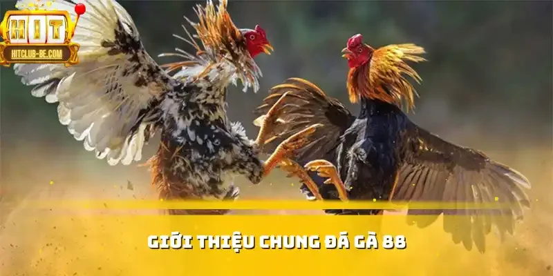 Giới thiệu chung đá gà 88