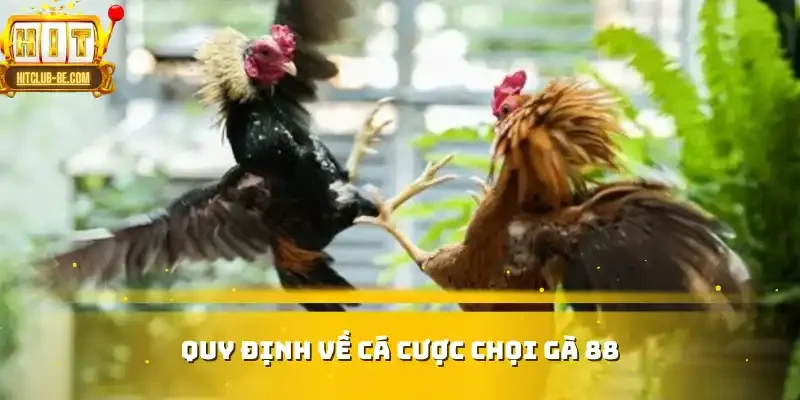 Quy định về cá cược chọi gà 88