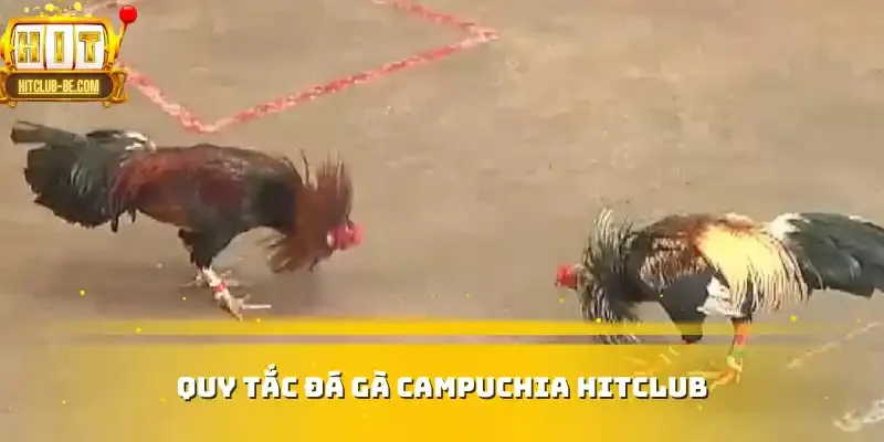 Quy tắc trong đá gà Campuchia HITCLUB