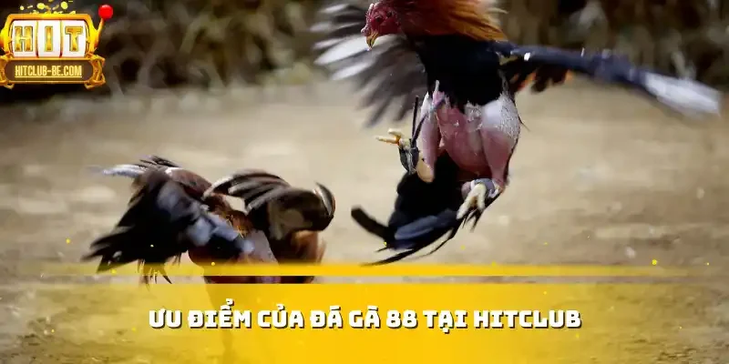 Ưu điểm của đá gà 88 tại HITCLUB